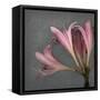 From My Garden 4-Gray-Julie Greenwood-Framed Stretched Canvas