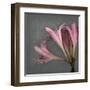 From My Garden 4-Gray-Julie Greenwood-Framed Art Print