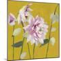 From My Garden - Aquilegia-Charlotte Hardy-Mounted Giclee Print