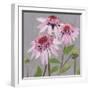 From My Garden - Echinacea-Charlotte Hardy-Framed Giclee Print