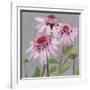 From My Garden - Echinacea-Charlotte Hardy-Framed Giclee Print