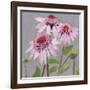 From My Garden - Echinacea-Charlotte Hardy-Framed Giclee Print