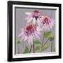 From My Garden - Echinacea-Charlotte Hardy-Framed Giclee Print