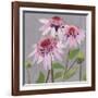 From My Garden - Echinacea-Charlotte Hardy-Framed Giclee Print