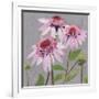 From My Garden - Echinacea-Charlotte Hardy-Framed Giclee Print