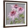 From My Garden - Echinacea-Charlotte Hardy-Framed Giclee Print