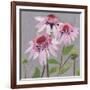 From My Garden - Echinacea-Charlotte Hardy-Framed Giclee Print