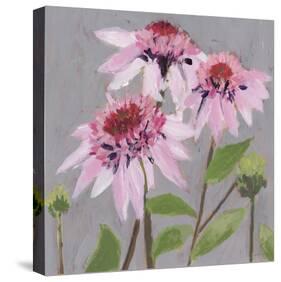 From My Garden - Echinacea-Charlotte Hardy-Stretched Canvas