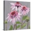 From My Garden - Echinacea-Charlotte Hardy-Stretched Canvas