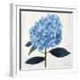 From My Garden - Hydrangea-Charlotte Hardy-Framed Giclee Print