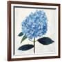 From My Garden - Hydrangea-Charlotte Hardy-Framed Giclee Print