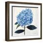 From My Garden - Hydrangea-Charlotte Hardy-Framed Giclee Print