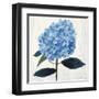 From My Garden - Hydrangea-Charlotte Hardy-Framed Giclee Print