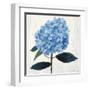 From My Garden - Hydrangea-Charlotte Hardy-Framed Giclee Print