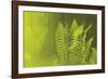 Frond Cluster-Staffan Widstrand-Framed Giclee Print