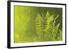 Frond Cluster-Staffan Widstrand-Framed Giclee Print