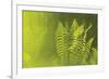 Frond Cluster-Staffan Widstrand-Framed Giclee Print