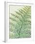 Frond II-Ella Lancaster-Framed Giclee Print