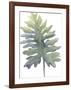 Frond II-Sandra Jacobs-Framed Giclee Print