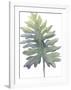 Frond II-Sandra Jacobs-Framed Giclee Print