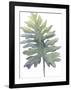 Frond II-Sandra Jacobs-Framed Giclee Print