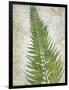 Frond II-Chariklia Zarris-Framed Art Print