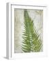 Frond II-Chariklia Zarris-Framed Art Print