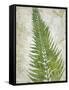 Frond II-Chariklia Zarris-Framed Stretched Canvas