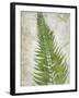 Frond II-Chariklia Zarris-Framed Art Print