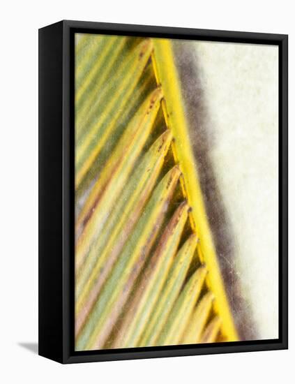 Frond Study I-Emily Robinson-Framed Stretched Canvas