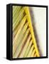 Frond Study I-Emily Robinson-Framed Stretched Canvas