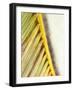 Frond Study I-Emily Robinson-Framed Photographic Print