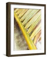 Frond Study II-Emily Robinson-Framed Photographic Print