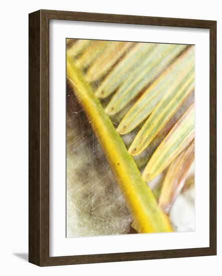 Frond Study II-Emily Robinson-Framed Photographic Print