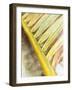 Frond Study II-Emily Robinson-Framed Photographic Print