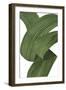 Frondescent Foliage-Mark Chandon-Framed Giclee Print