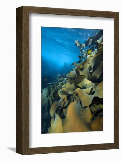 Fronds Of Bull Kelp (Durvillaea Potatorum) Beneath Waves-Alex Mustard-Framed Photographic Print