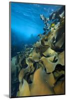 Fronds Of Bull Kelp (Durvillaea Potatorum) Beneath Waves-Alex Mustard-Mounted Photographic Print