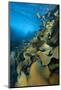 Fronds Of Bull Kelp (Durvillaea Potatorum) Beneath Waves-Alex Mustard-Mounted Photographic Print