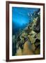 Fronds Of Bull Kelp (Durvillaea Potatorum) Beneath Waves-Alex Mustard-Framed Photographic Print