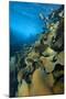 Fronds Of Bull Kelp (Durvillaea Potatorum) Beneath Waves-Alex Mustard-Mounted Photographic Print