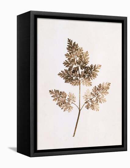 Fronds of Leaves-William Henry Fox Talbot-Framed Stretched Canvas