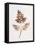Fronds of Leaves-William Henry Fox Talbot-Framed Stretched Canvas
