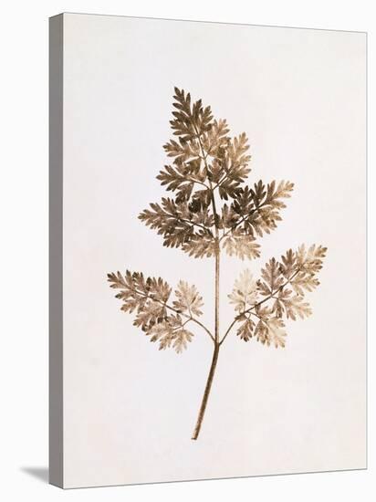 Fronds of Leaves-William Henry Fox Talbot-Stretched Canvas