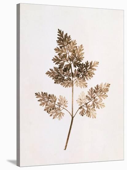 Fronds of Leaves-William Henry Fox Talbot-Stretched Canvas