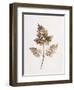 Fronds of Leaves-William Henry Fox Talbot-Framed Premium Photographic Print
