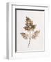 Fronds of Leaves-William Henry Fox Talbot-Framed Premium Photographic Print