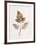 Fronds of Leaves-William Henry Fox Talbot-Framed Premium Photographic Print