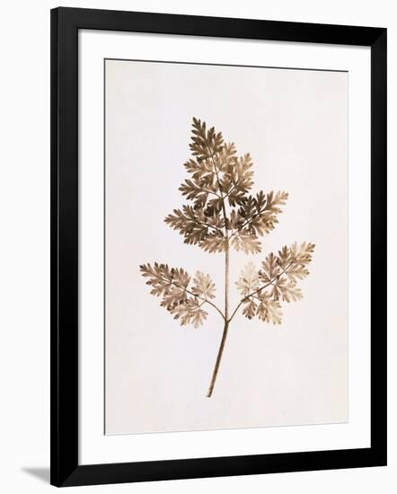 Fronds of Leaves-William Henry Fox Talbot-Framed Premium Photographic Print