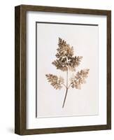 Fronds of Leaves-William Henry Fox Talbot-Framed Photographic Print